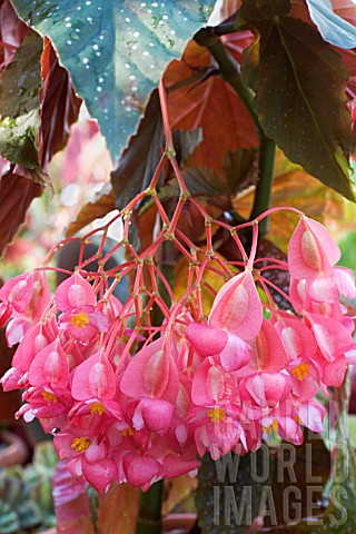 Begonia corallina